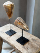 Bruine schelp op voet liggend - H18 x B10 cm