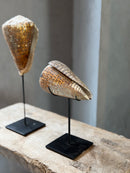 Bruine schelp op voet liggend - H18 x B10 cm