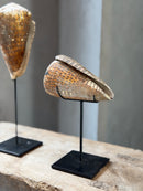 Bruine schelp op voet liggend - H18 x B10 cm