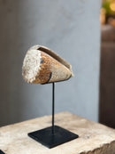Bruine schelp op voet liggend - H18 x B10 cm