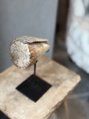 Bruine schelp op voet liggend - H18 x B10 cm