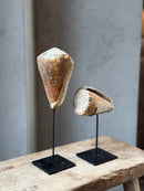 Bruine schelp op voet staand - H28 cm