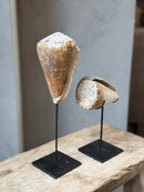 Bruine schelp op voet staand - H28 cm