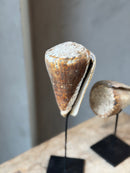 Bruine schelp op voet staand - H28 cm