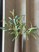 Donkerbruine hoge vaas - Soave - H17 x D76 cm