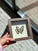 Fotolijst in donkerbruine kleur met vlinder