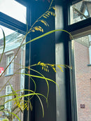 Groene XXL kunsttak gras - 156 cm