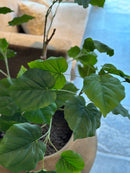 Groene kunstplant met grote bladeren 120 cm