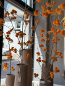 Kunsttak Mimosa met oranje bolletjes - 157 cm