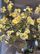 Kunsttak met gele roosjes – 143 cm