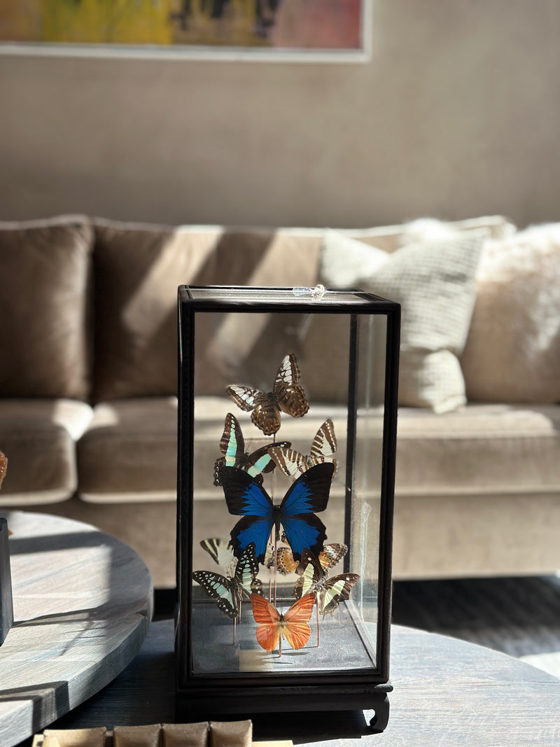 XXL vitrine met kleurrijke vlinders - 18x18x35 cm
