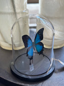 Vlinderstolp met blauwe vlinder - D18 x H21 cm