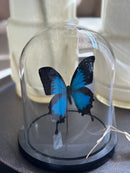 Vlinderstolp met blauwe vlinder - D18 x H21 cm