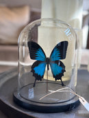 Vlinderstolp met blauwe vlinder - D18 x H21 cm