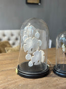 Stolp met zand dollar schelpjes - D17 x H29 cm