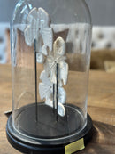 Stolp met zand dollar schelpjes - D17 x H29 cm