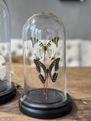 Stolp met zwarte en groen/witte vlinders - D12 x H22 cm