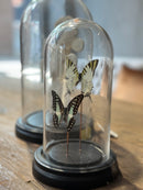 Stolp met zwarte en groen/witte vlinders - D12 x H22 cm