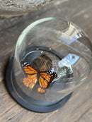 Stolp met oranje vlinder op marmeren steen - D16 x H17 cm