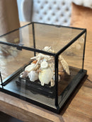 Vitrine 'zeezicht' met schelpjes en parels - 28x28x22 cm