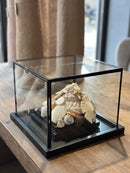 Vitrine 'zeezicht' met schelpjes en parels - 28x28x22 cm