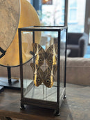 Vitrine met 2 bruine vlinders - 17x17x36 cm