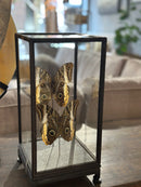 Vitrine met 2 bruine vlinders - 17x17x36 cm