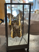 Vitrine met 2 bruine vlinders - 17x17x36 cm