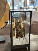 Vitrine met 2 bruine vlinders - 17x17x36 cm