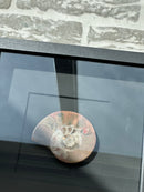 Fotolijst met fossiele schelp – zwart hout – 25x25 cm