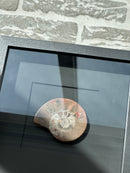 Fotolijst met fossiele schelp – zwart hout – 25x25 cm