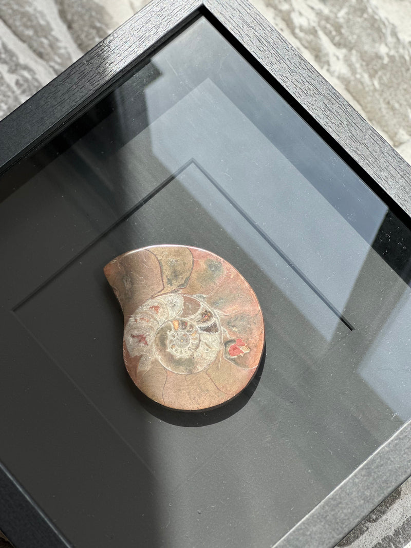 Fotolijst met fossiele schelp – zwart hout – 25x25 cm