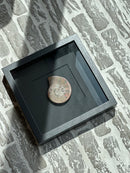 Fotolijst met fossiele schelp – zwart hout – 25x25 cm