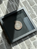 Fotolijst met fossiele schelp – zwart hout – 25x25 cm