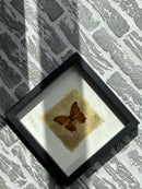 Fotolijst met oranje vlinder en bladgoud – zwart hout – 25x25 cm