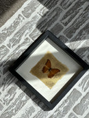 Fotolijst met oranje vlinder en bladgoud – zwart hout – 25x25 cm