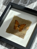 Fotolijst met oranje vlinder en bladgoud – zwart hout – 25x25 cm