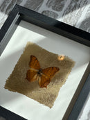 Fotolijst met oranje vlinder en bladgoud – zwart hout – 25x25 cm