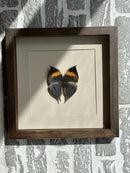 Fotolijst met zwart/oranje vlinder – donkerbruin hout – 25x25 cm