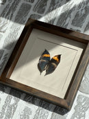 Fotolijst met zwart/oranje vlinder – donkerbruin hout – 25x25 cm