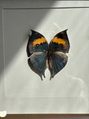 Fotolijst met zwart/oranje vlinder – donkerbruin hout – 25x25 cm