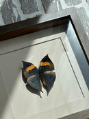 Fotolijst met zwart/oranje vlinder – donkerbruin hout – 25x25 cm