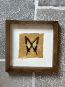 Fotolijst met geel/zwarte vlinder en bladgoud – donkerbruin hout – 25x25 cm