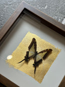 Fotolijst met geel/zwarte vlinder en bladgoud – donkerbruin hout – 25x25 cm