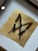 Fotolijst met geel/zwarte vlinder en bladgoud – donkerbruin hout – 25x25 cm