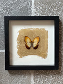 Fotolijst met oranje/bruine vlinder en bladgoud – zwart hout – 25x25 cm