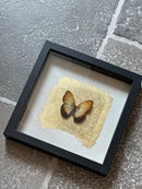 Fotolijst met oranje/bruine vlinder en bladgoud – zwart hout – 25x25 cm