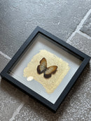 Fotolijst met oranje/bruine vlinder en bladgoud – zwart hout – 25x25 cm