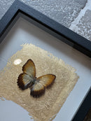 Fotolijst met oranje/bruine vlinder en bladgoud – zwart hout – 25x25 cm