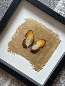 Fotolijst met oranje/bruine vlinder en bladgoud – zwart hout – 25x25 cm